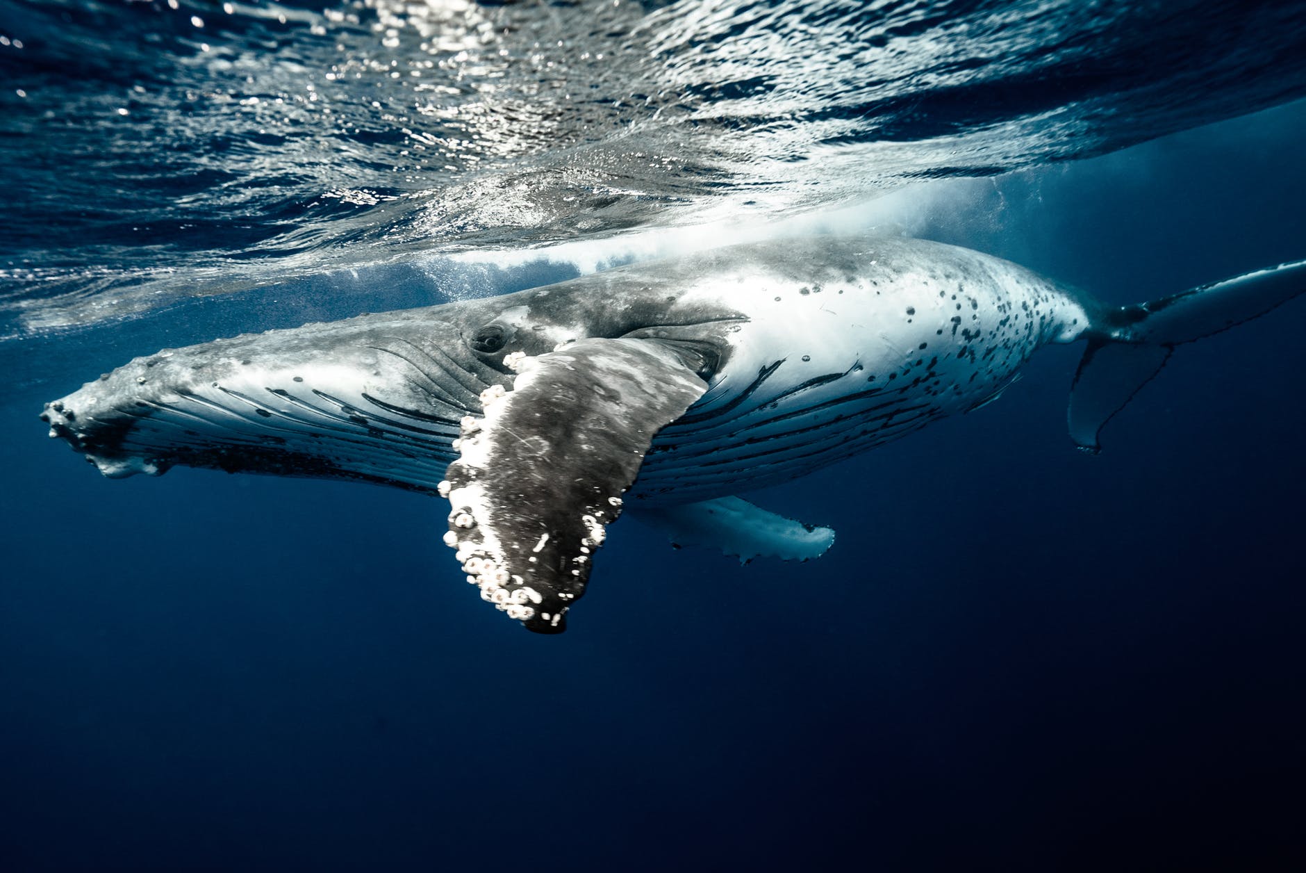 Ook walvissen kwetsbaar voor dodelijkste roofdier in zee: plastic